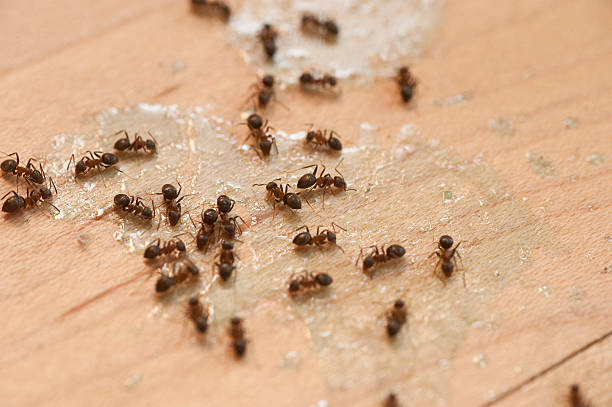 Best Commercial Pest Control Services  in Coldspring, TX